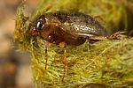 peltodytes-caesus2-foto-koehler