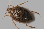 peltodytes-rotundatus-foto-gerend