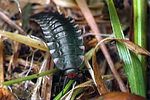 phosphuga-atrata-larva-foto-kozlowski