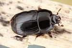 platysoma-compressum-foto-dvorak