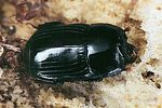 platysoma-compressum-foto-polacek