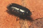 platysoma-elongatum-foto-koehler