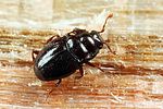 plegaderus-dissectus-foto-koehler