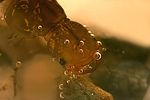 rhanthus-sp-larve-detail-foto-weisenboehler