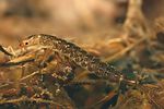 rhanthus-sp-larve-foto-weisenboehler