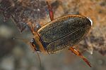 rhantus-exsoletus-foto-faasen