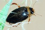 rhantus-exsoletus2-foto-dvorak
