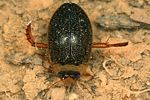 rhantus-exsoletus3-foto-koehler
