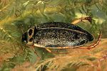 rhantus-frontalis-foto-dvorak