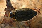 rhantus-frontalis-foto-faasen