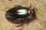 rhantus-frontalis-foto-koehler