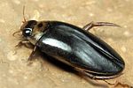 rhantus-frontalis2-foto-koehler