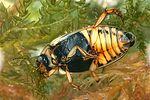 rhantus-frontalis3-foto-dvorak