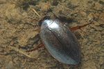 rhantus-frontalis3-foto-koehler
