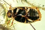 rhantus-frontalis4-foto-dvorak