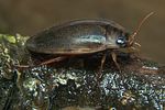 rhantus-frontalis4-foto-koehler