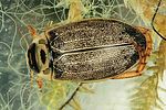 rhantus-frontalis5-foto-dvorak