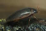 rhantus-frontalis5-foto-koehler