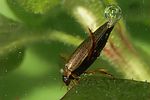 rhantus-punctatus-foto-koehler