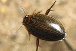 rhantus-suturalis-foto-faasen