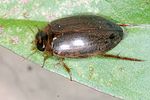 rhantus-suturalis-foto-keresztes