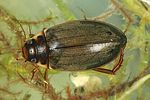 rhantus-suturalis2-foto-dvorak