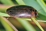 rhantus-suturalis2-foto-keresztes