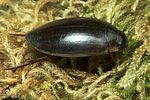 rhantus-suturalis2-foto-koehler