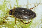 rhantus-suturalis4-foto-dvorak