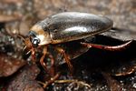 rhantus-suturellus2-foto-koehler