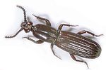 rhysodes-americanus-foto-koehler