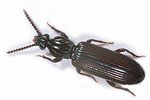 rhysodes-sulcatus-foto-koehler