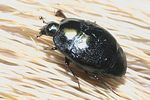 saprinus-semistriatus-cf-foto-faasen
