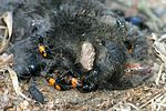 silphidae-foto-zimmermann