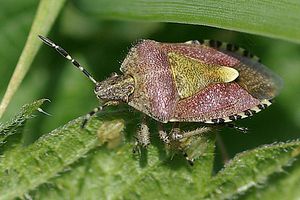 pentatomidae-dolycoris-baccarum-foto-bittner