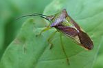 acanthosomatidae-acanthosoma-haemorrhoidale-foto-lehkola
