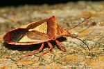 acanthosomatidae-acanthosoma-haemorrhoidale-wintercolours-foto-bellmann