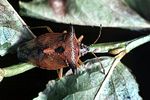 acanthosomatidae-elasmucha-ferrugata-foto-guenther