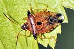 acanthosomatidae-elasmucha-ferrugata10-foto-devillers