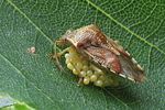 acanthosomatidae-elasmucha-grisea-eggs2-foto-koehler