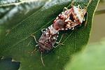 acanthosomatidae-elasmucha-grisea-foto-kozlowski