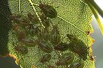 acanthosomatidae-elasmucha-grisea-juv3-foto-kozlowski