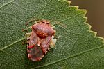 acanthosomatidae-elasmucha-grisea-ovopos-foto-goebelberggold