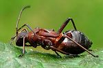 alydidae-alydus-calcaratus-juv-foto-wmueller