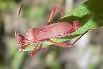 alydidae-alydus-calcaratus-male-foto-auer