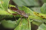 alydidae-camptopus-lateralis-foto-rindlisbacher