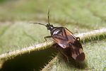 anthocoridae-anthocoris-nemoralis3-foto-koehler