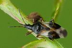 anthocoridae-anthocoris-nemorum-foto-megroz
