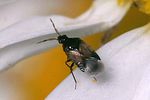 anthocoridae-orius-niger2-foto-rindlisbacher