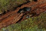 anthocoridae-orius-sp-juv-foto-devillers